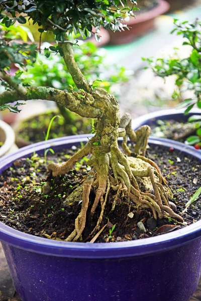 Ayrıntılı olarak Bonsai Ağacı ve kapatın