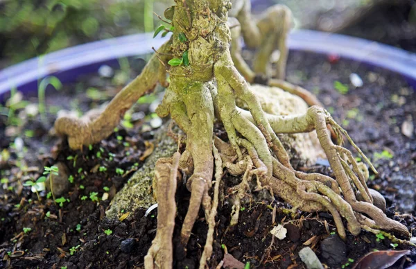 Ayrıntılı olarak Bonsai Ağacı ve kapatın