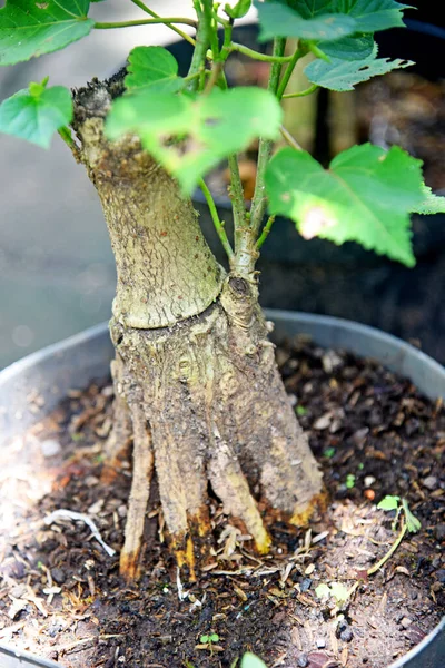 Ayrıntılı olarak Bonsai Ağacı ve kapatın