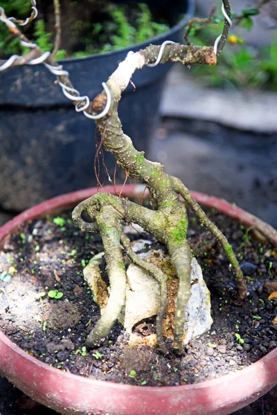 Ayrıntılı olarak Bonsai Ağacı ve kapatın