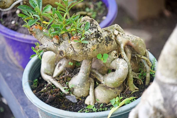 Ayrıntılı olarak Bonsai Ağacı ve kapatın