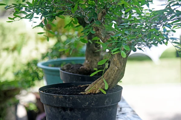 Ayrıntılı olarak Bonsai Ağacı ve kapatın
