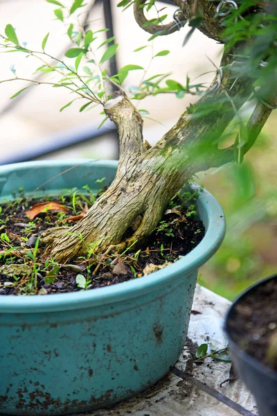 Ayrıntılı olarak Bonsai Ağacı ve kapatın