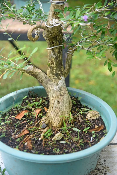 Ayrıntılı olarak Bonsai Ağacı ve kapatın