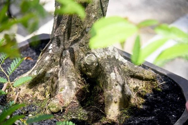 Ayrıntılı olarak Bonsai Ağacı ve kapatın