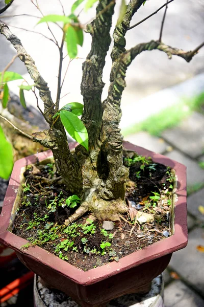 Ayrıntılı olarak Bonsai Ağacı ve kapatın