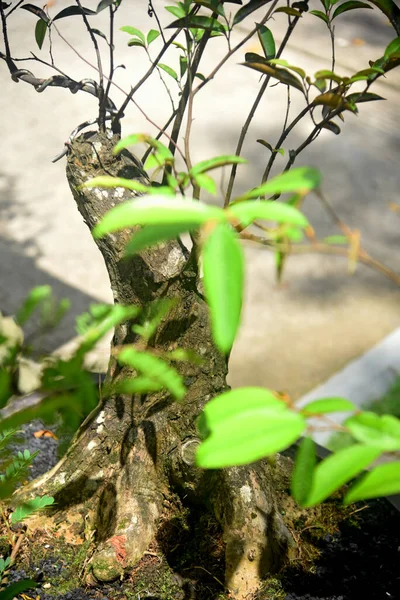 Ayrıntılı olarak Bonsai Ağacı ve kapatın