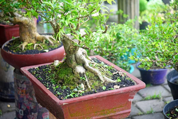 Ayrıntılı olarak Bonsai Ağacı ve kapatın