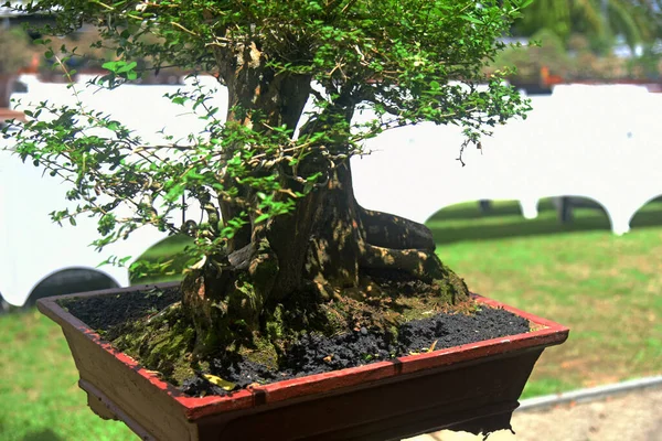 Ayrıntılı olarak Bonsai Ağacı ve kapatın