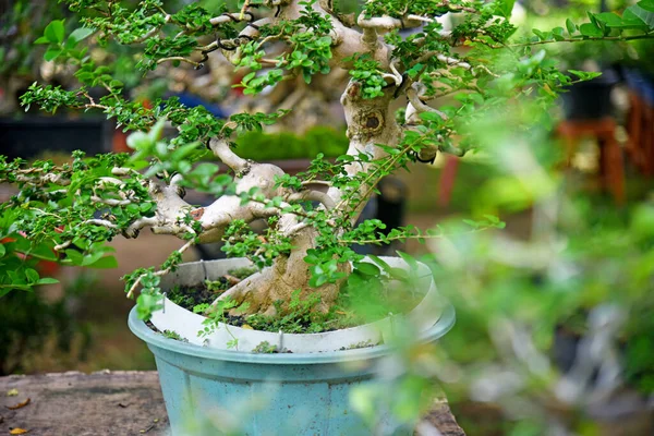 Ayrıntılı olarak Bonsai Ağacı ve kapatın