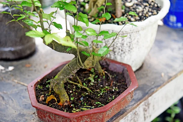 Ayrıntılı olarak Bonsai Ağacı ve kapatın