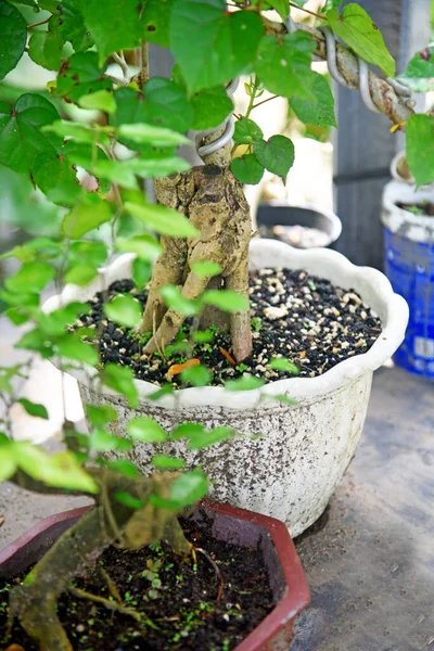 Ayrıntılı olarak Bonsai Ağacı ve kapatın