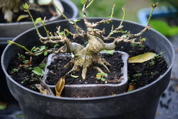Ayrıntılı olarak Bonsai Ağacı ve kapatın