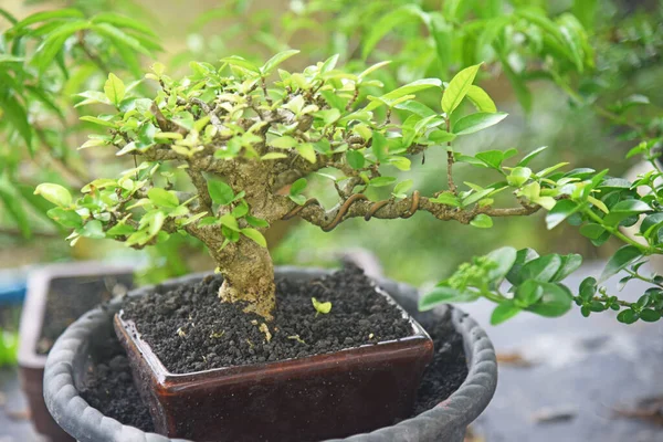 Ayrıntılı olarak Bonsai Ağacı ve kapatın