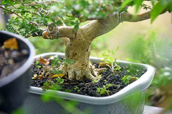 Ayrıntılı olarak Bonsai Ağacı ve kapatın