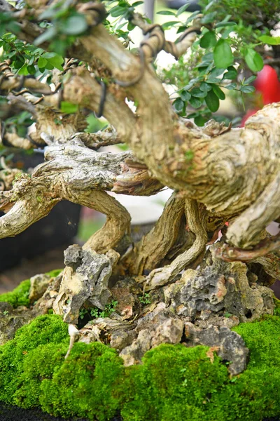 Ayrıntılı olarak Bonsai Ağacı ve kapatın