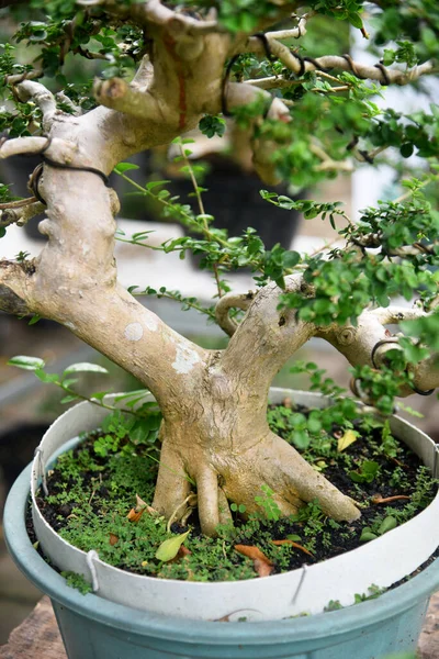 Ayrıntılı olarak Bonsai Ağacı ve kapatın