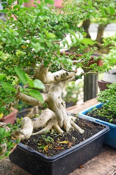 Ayrıntılı olarak Bonsai Ağacı ve kapatın