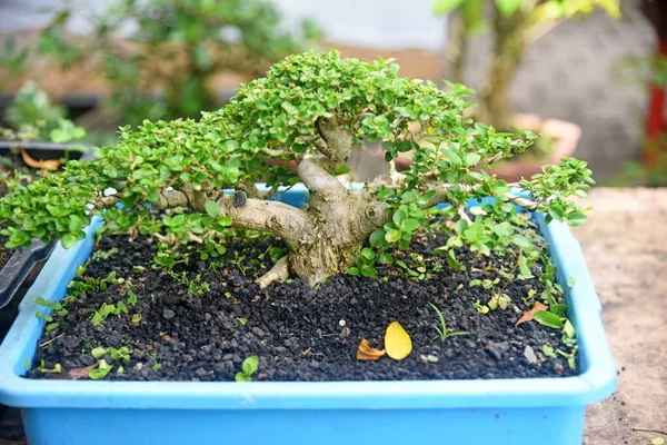 Ayrıntılı olarak Bonsai Ağacı ve kapatın