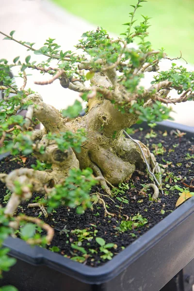 Ayrıntılı olarak Bonsai Ağacı ve kapatın