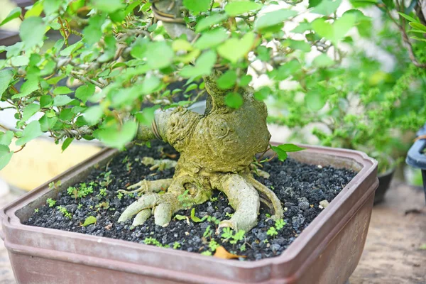 Ayrıntılı olarak Bonsai Ağacı ve kapatın