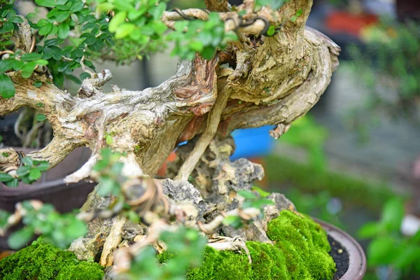 Ayrıntılı olarak Bonsai Ağacı ve kapatın