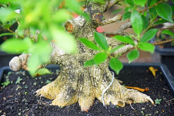 Ayrıntılı olarak Bonsai Ağacı ve kapatın