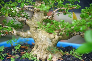 Ayrıntılı olarak Bonsai Ağacı ve kapatın