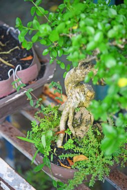 Ayrıntılı olarak Bonsai Ağacı ve kapatın