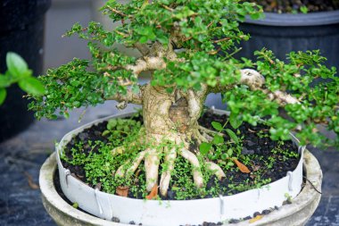 Ayrıntılı olarak Bonsai Ağacı ve kapatın