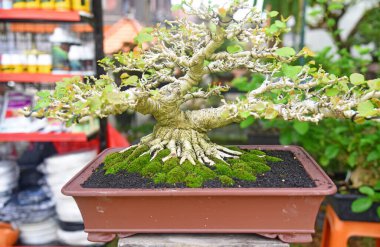 Ayrıntılı olarak Bonsai Ağacı ve kapatın
