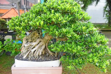 Ayrıntılı olarak Bonsai Ağacı ve kapatın