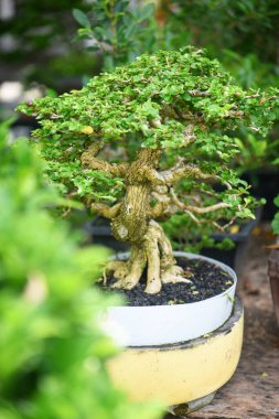 Ayrıntılı olarak Bonsai Ağacı ve kapatın