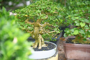 Ayrıntılı olarak Bonsai Ağacı ve kapatın