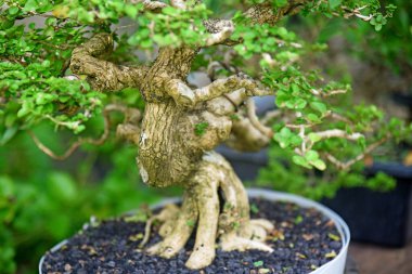 Ayrıntılı olarak Bonsai Ağacı ve kapatın