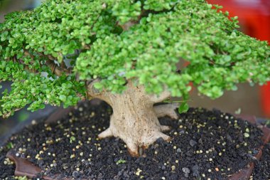 Ayrıntılı olarak Bonsai Ağacı ve kapatın