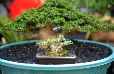 Ayrıntılı olarak Bonsai Ağacı ve kapatın