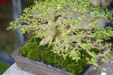 Ayrıntılı olarak Bonsai Ağacı ve kapatın