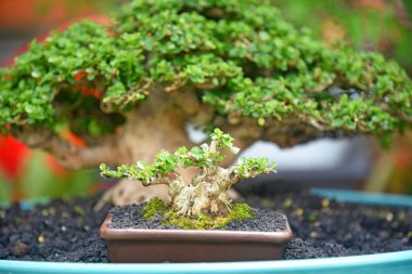 Ayrıntılı olarak Bonsai Ağacı ve kapatın