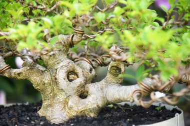 Ayrıntılı olarak Bonsai Ağacı ve kapatın