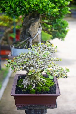 Ayrıntılı olarak Bonsai Ağacı ve kapatın