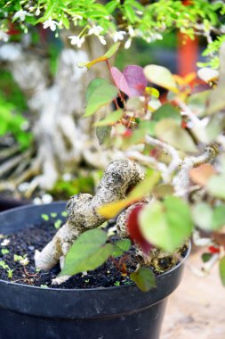 Ayrıntılı olarak Bonsai Ağacı ve kapatın