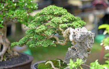 Ayrıntılı olarak Bonsai Ağacı ve kapatın