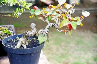 Ayrıntılı olarak Bonsai Ağacı ve kapatın