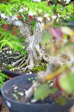 Ayrıntılı olarak Bonsai Ağacı ve kapatın