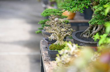 Ayrıntılı olarak Bonsai Ağacı ve kapatın