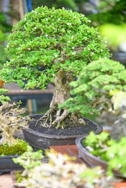 Ayrıntılı olarak Bonsai Ağacı ve kapatın