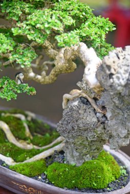 Ayrıntılı olarak Bonsai Ağacı ve kapatın