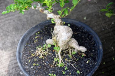 Ayrıntılı olarak Bonsai Ağacı ve kapatın