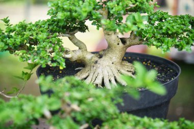 Ayrıntılı olarak Bonsai Ağacı ve kapatın